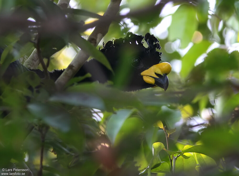 Yellow-knobbed Curassow