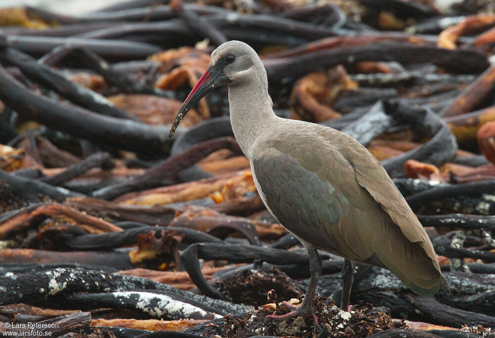 Hadada Ibis