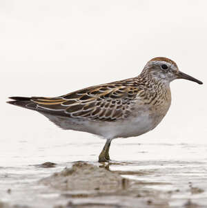 Bécasseau à queue pointue