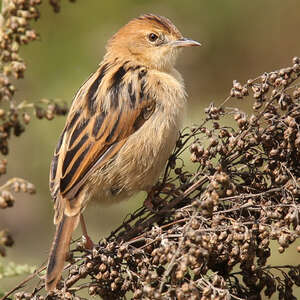 Cisticole d'Éthiopie