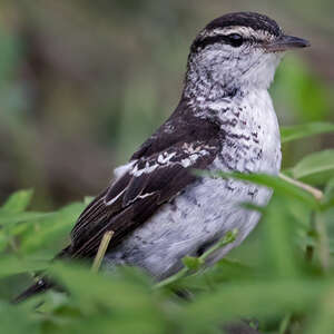Échenilleur de Polynésie