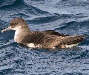 Puffin volage