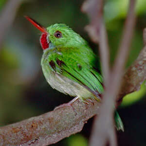 Todier de Jamaïque