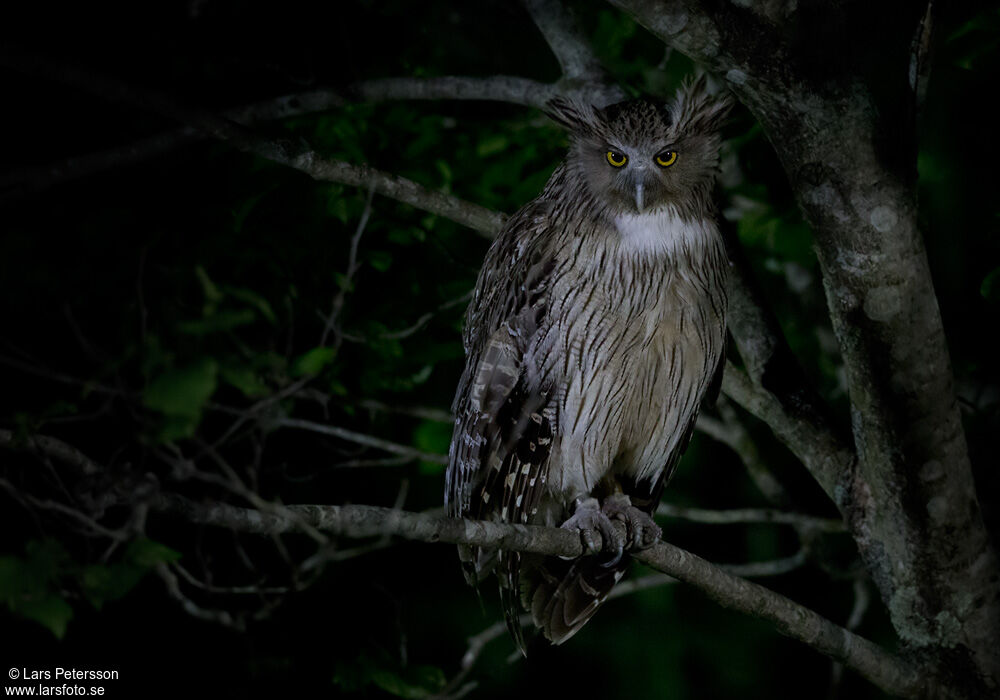Blakiston's Fish Owl