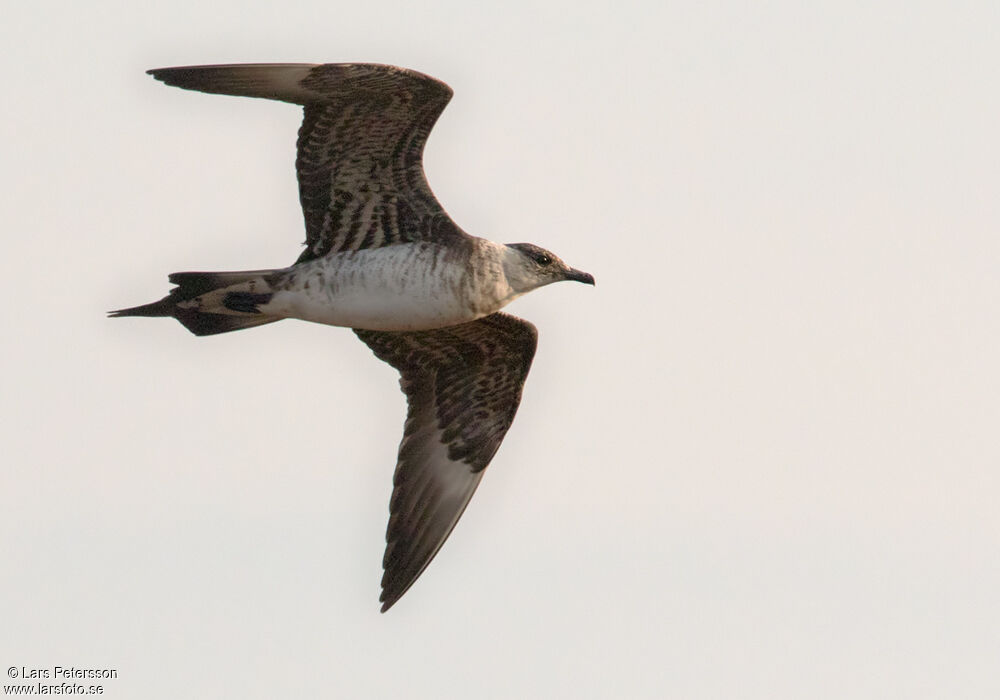Parasitic Jaeger