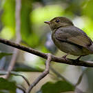 Manakin à tête rouge
