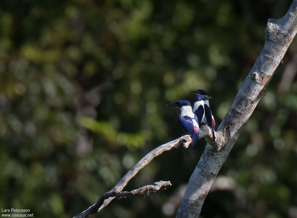 Martin-chasseur outremeradulte, habitat