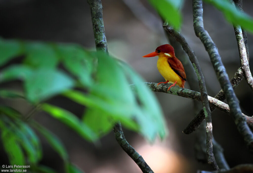 Rufous-backed Dwarf Kingfisheradult, identification