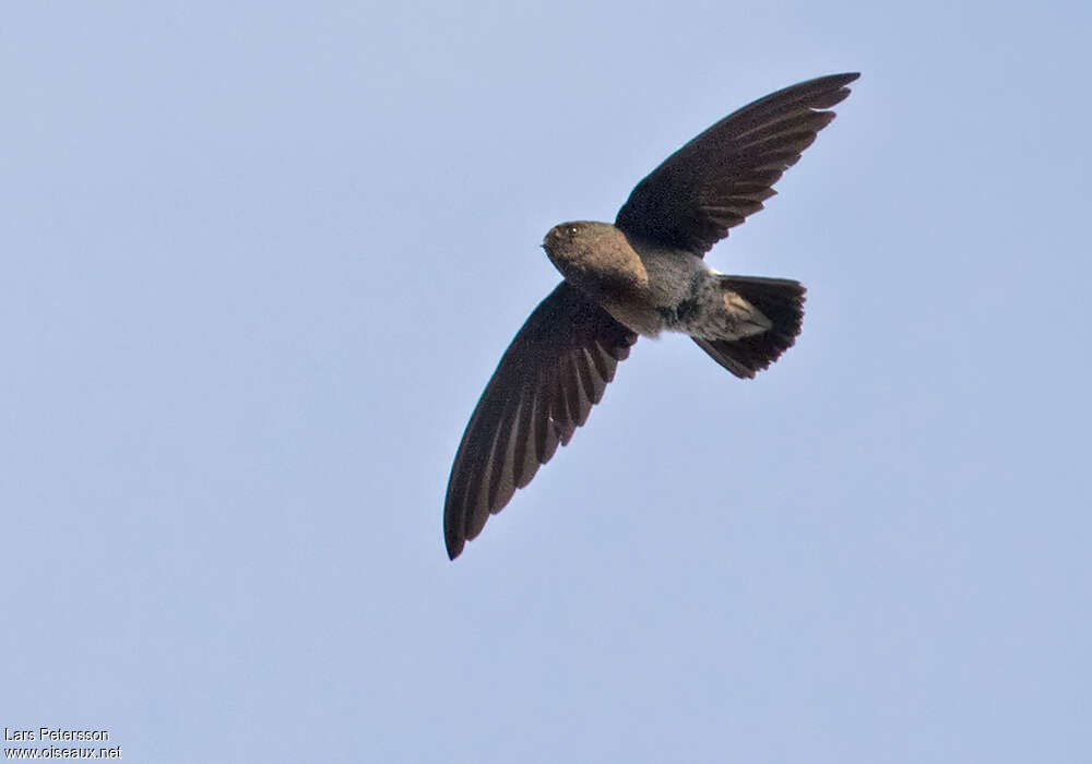 Martinet de Sao Toméadulte, identification