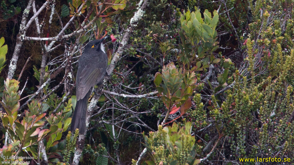 Short-bearded Honeyeater