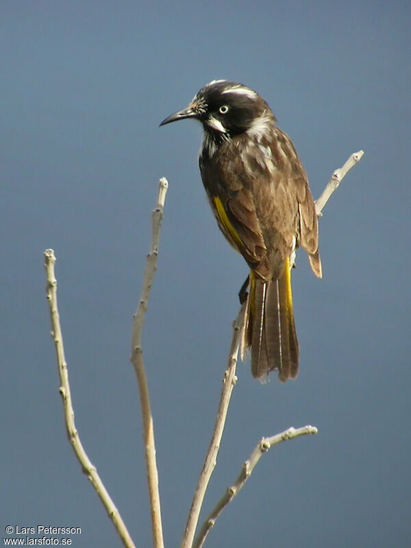 New Holland Honeyeater