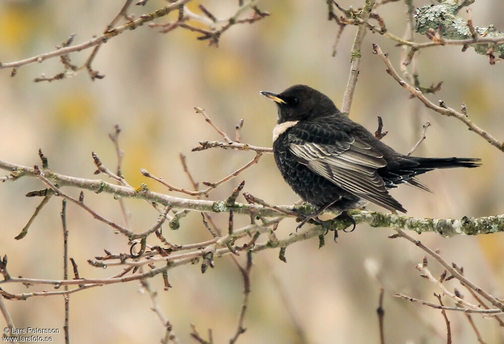 Ring Ouzel