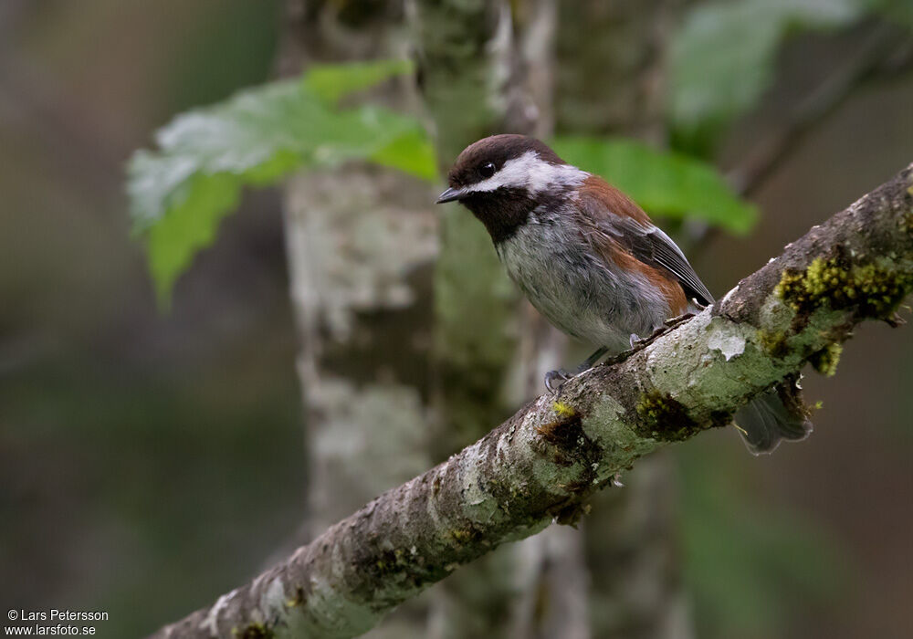 Mésange à dos marron