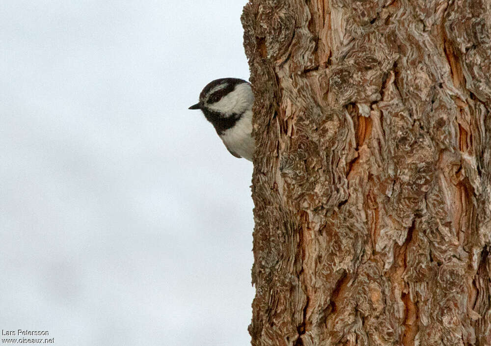 Mésange de Gambel, portrait