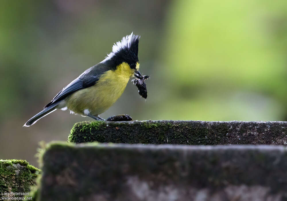Yellow Tit