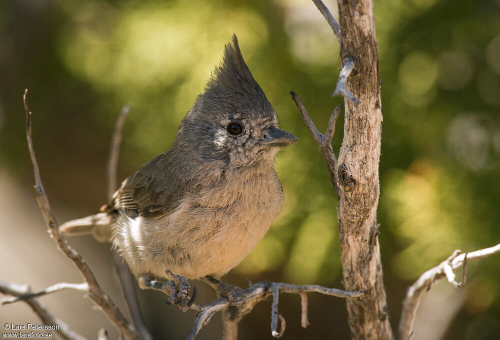 Mésange des pinèdes