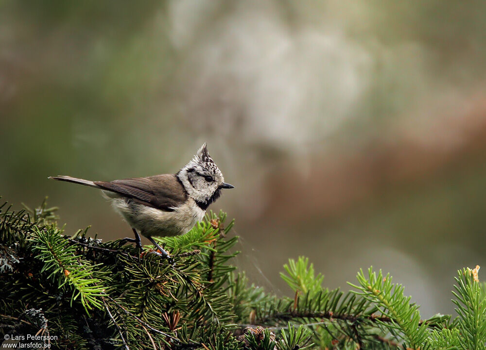 Mésange huppée