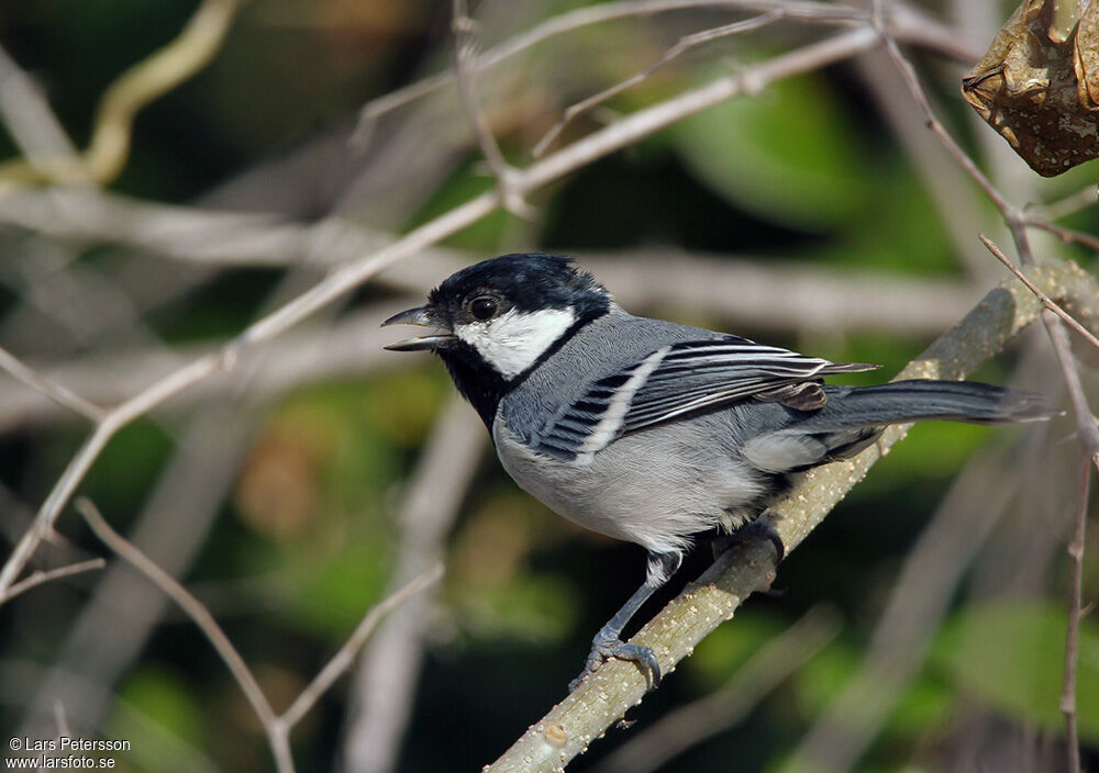 Mésange indienne