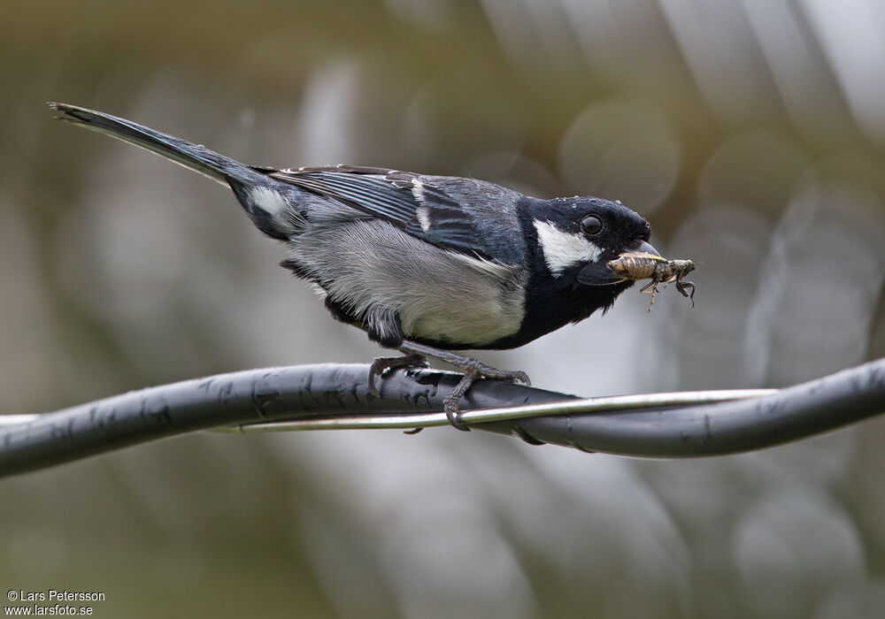 Mésange indienne