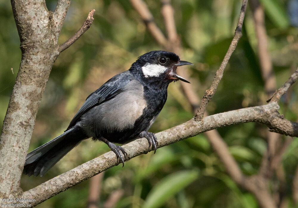 Mésange indienne