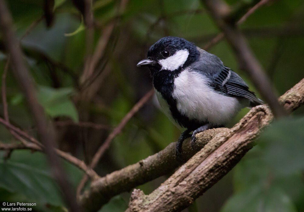 Cinereous Tit