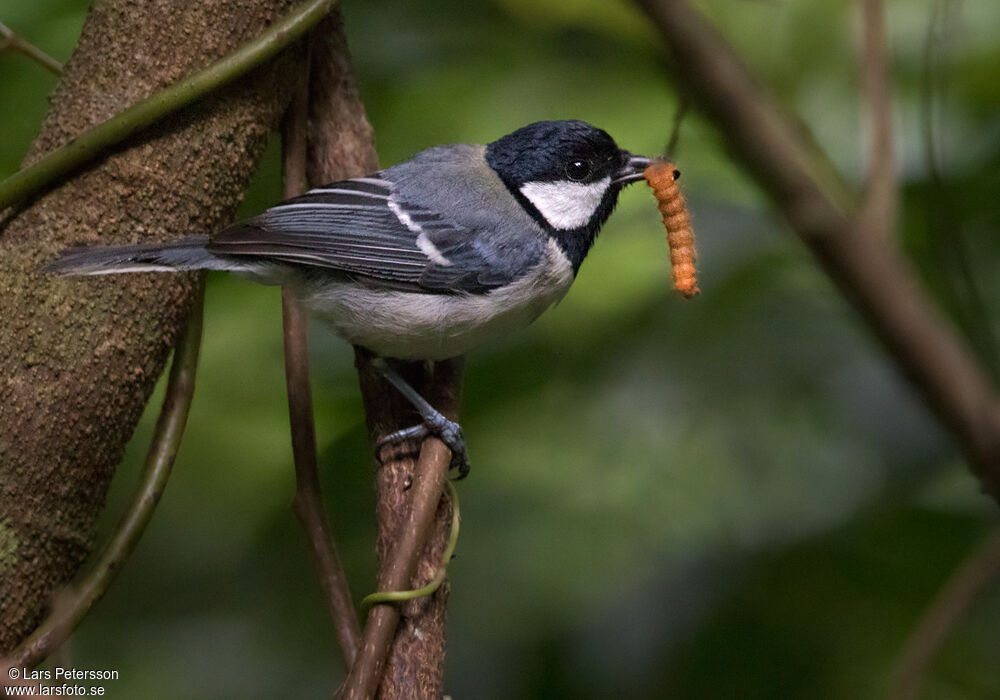 Mésange indienne
