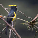 Mésange sultane