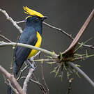 Mésange sultane