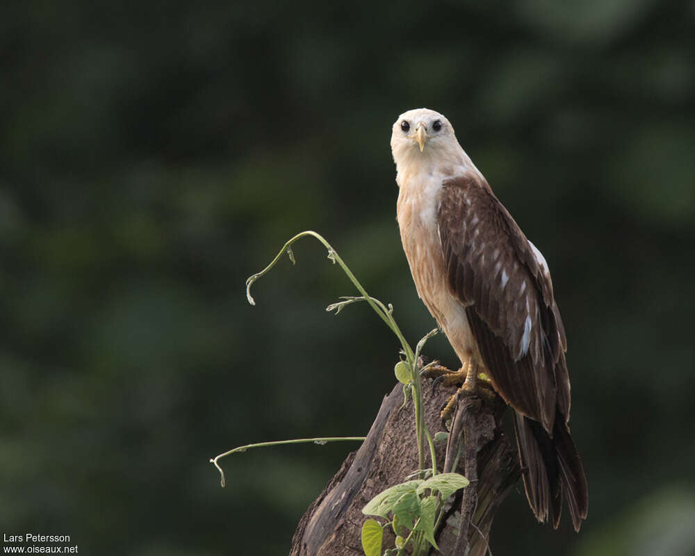 Brahminy Kiteimmature, identification