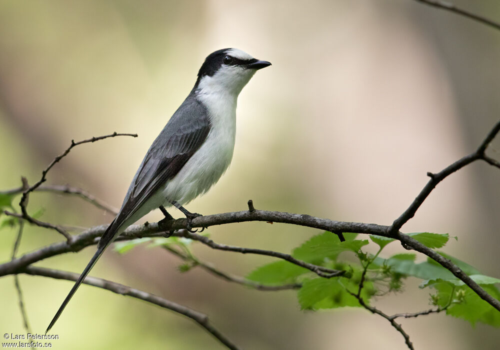 Minivet cendré