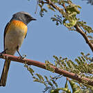 Minivet oranor