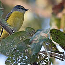 Minivet rouge