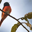 Minivet rouge