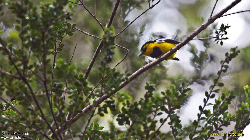 Black-breasted Boatbill