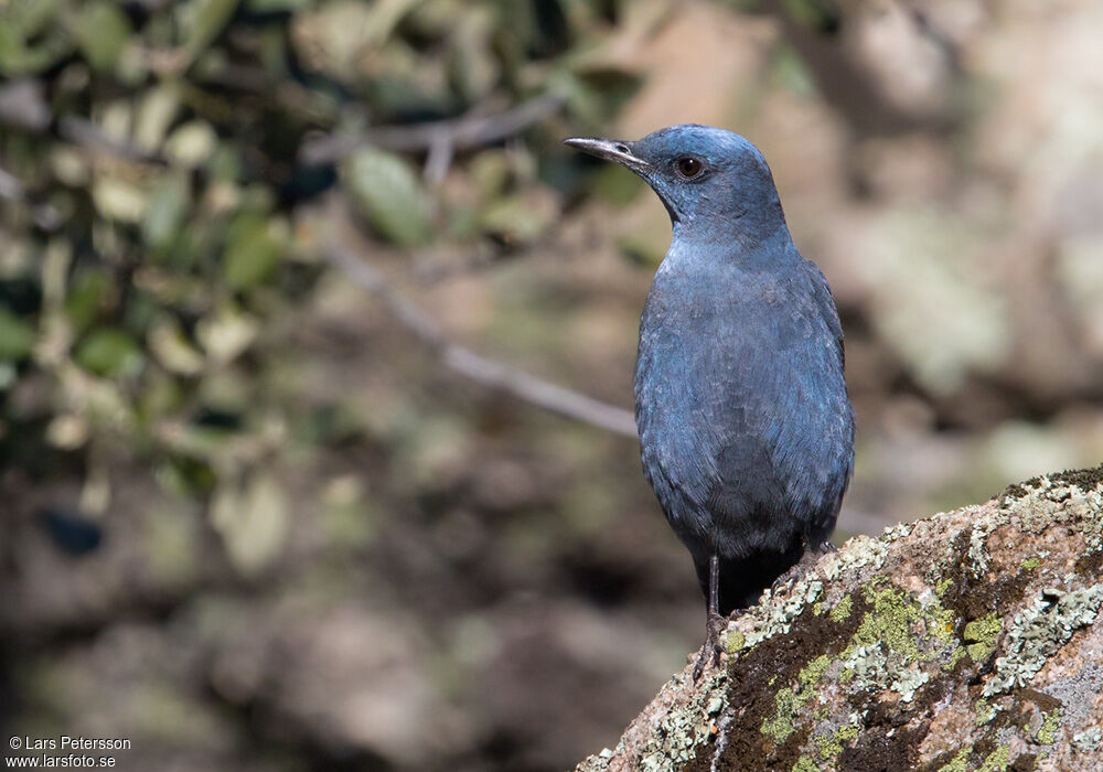 Blue Rock Thrush