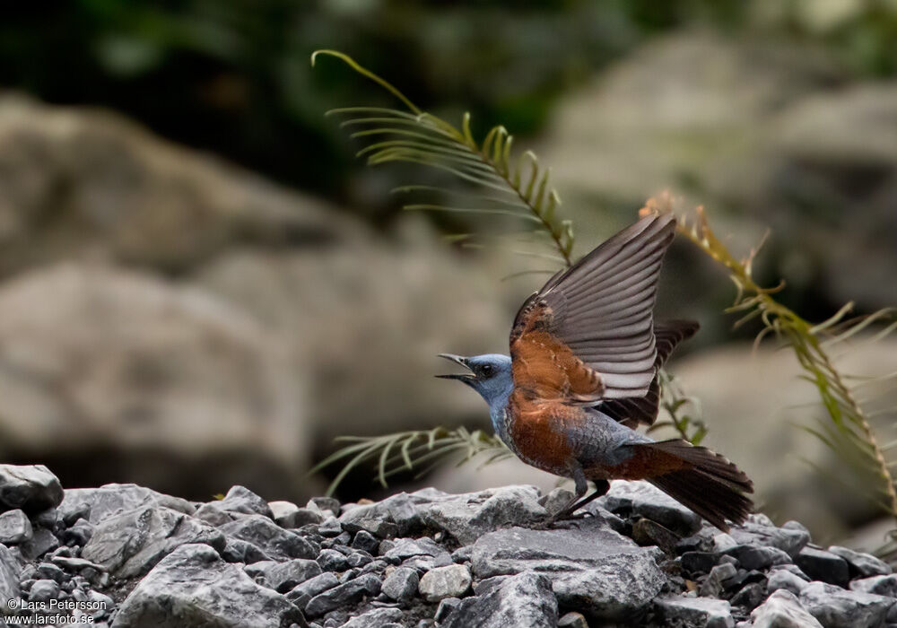 Blue Rock Thrush