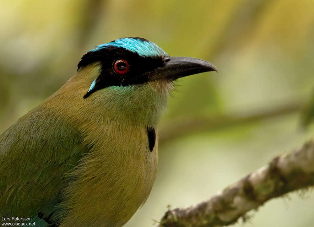Andean Motmotadult, close-up portrait