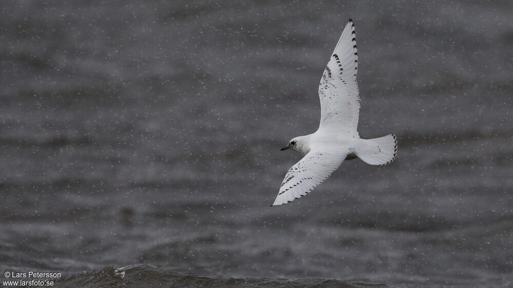 Ivory Gull