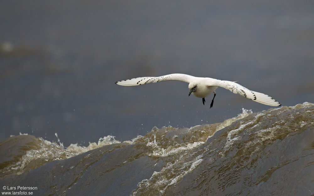 Ivory Gull