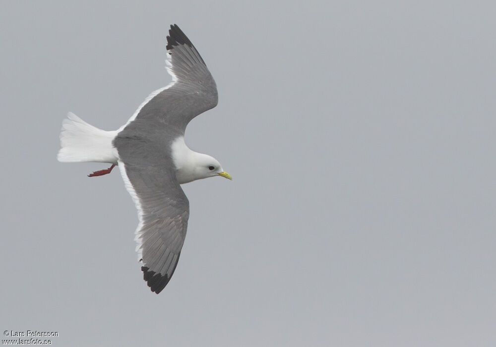 Red-legged Kittiwake