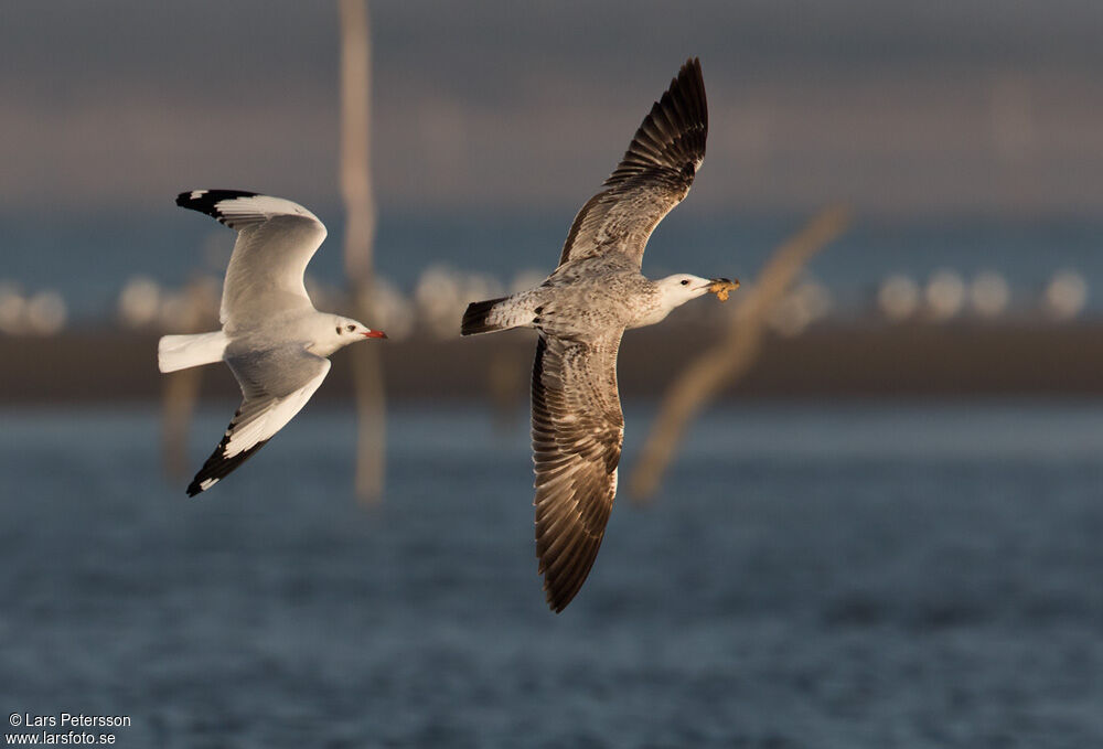 Mouette du Tibet