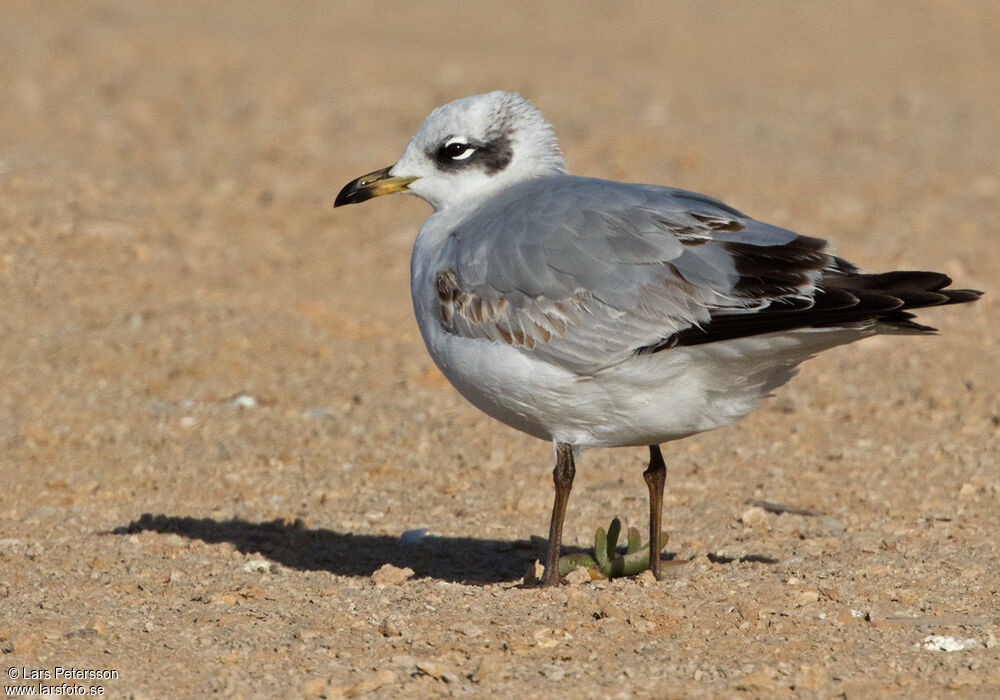 Mouette mélanocéphale