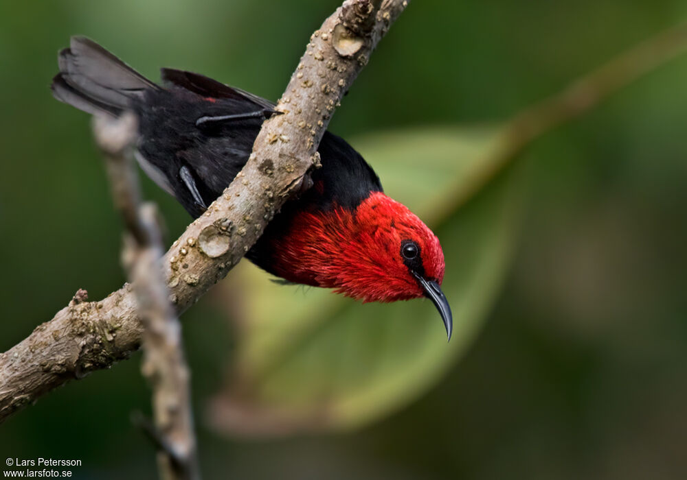 Myzomèle cardinal