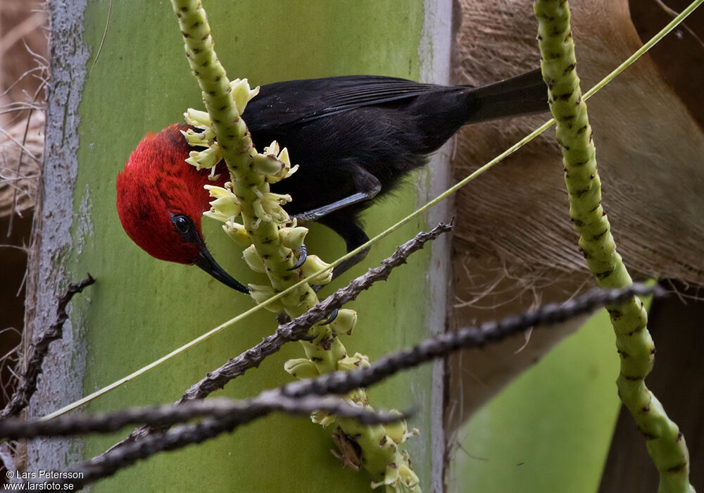 Myzomèle cardinal