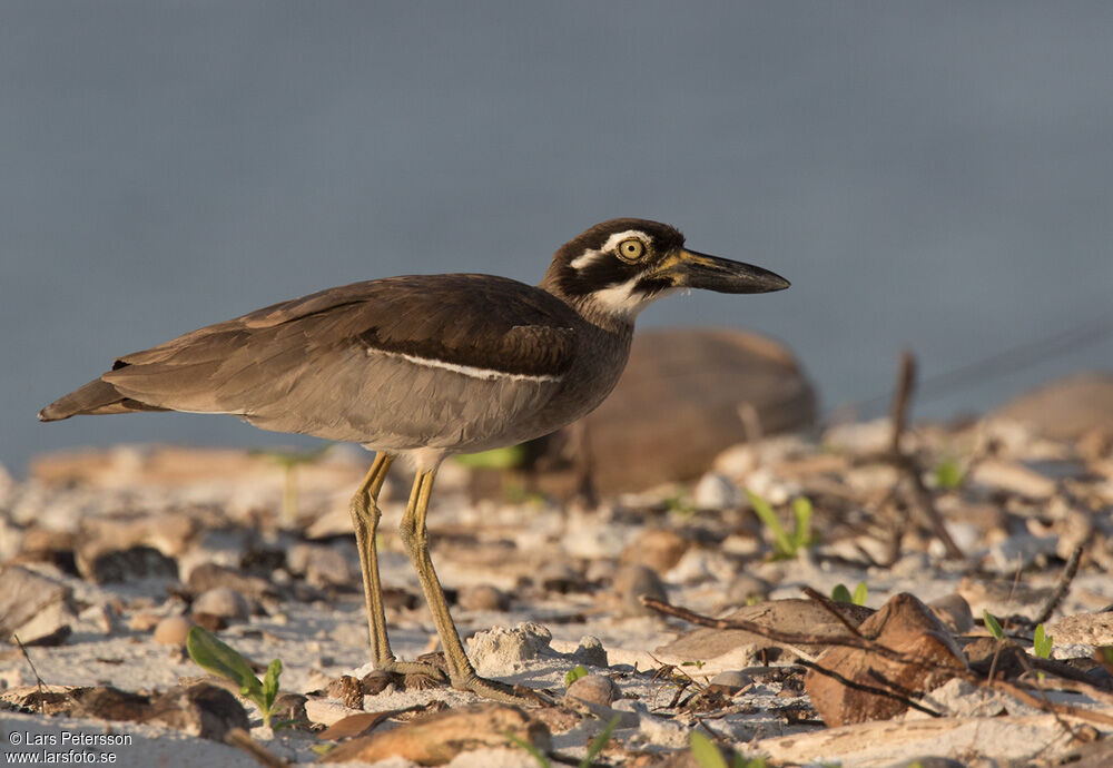 Beach Stone-curlew