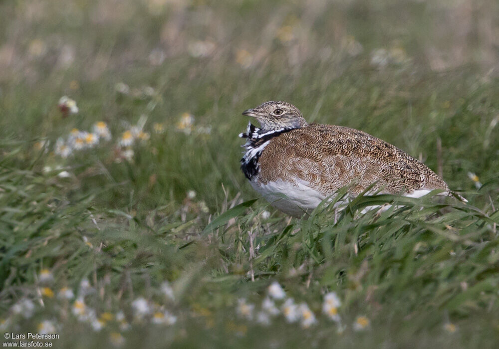 Little Bustard