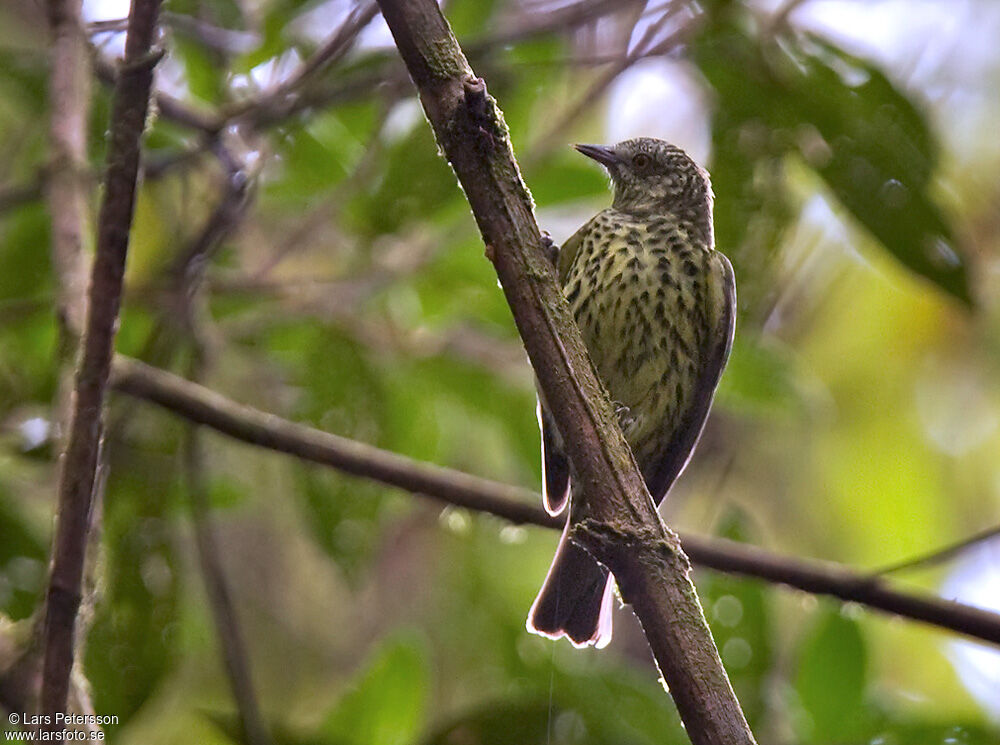 Oxyrhynque huppé