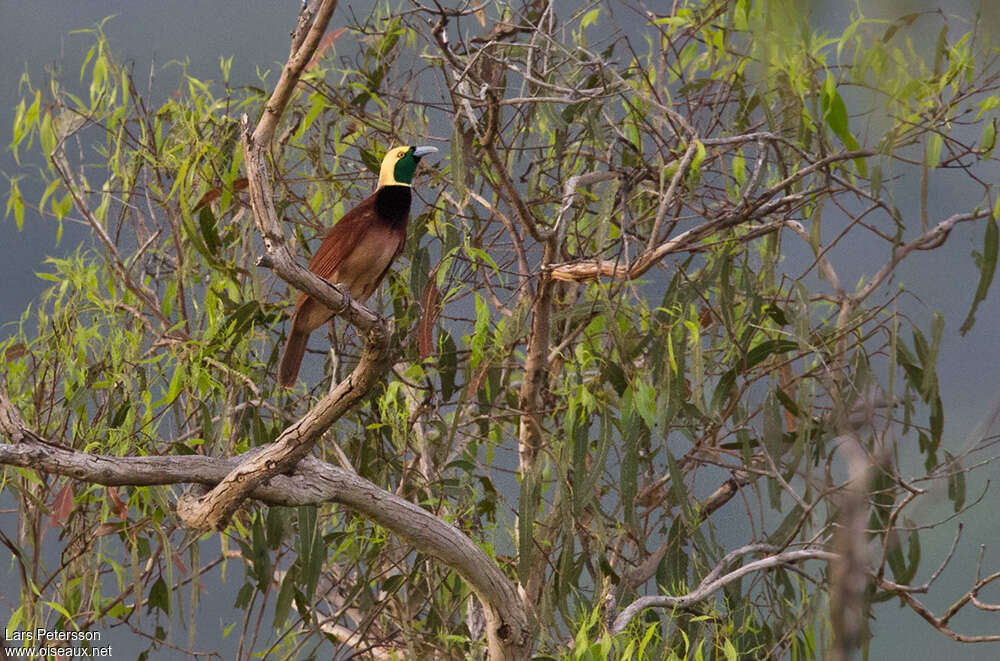 Raggiana Bird-of-paradise male immature, habitat