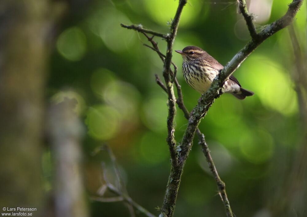 Paruline des ruisseaux