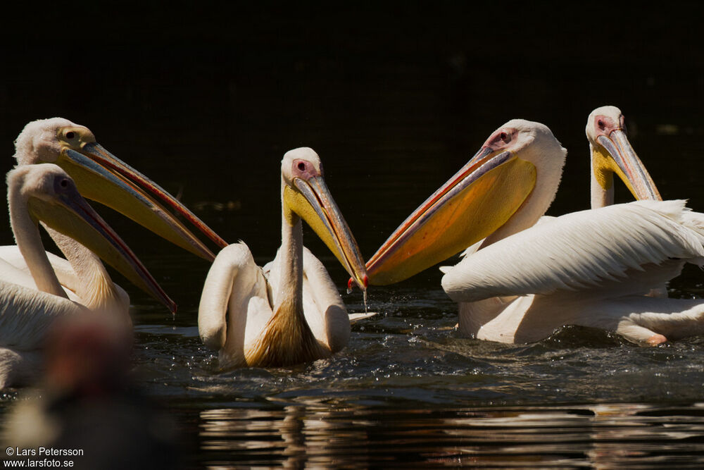 Great White Pelican